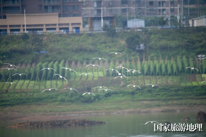 2、2023年4月15日，广西梧州市（市区段）西江水域，成群白鹭栖息飞翔，成为一道靓丽的风景线。（何华文）