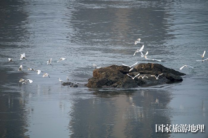 16、2023年4月15日，广西梧州市（市区段）西江水域，成群白鹭栖息飞翔，成为一道靓丽的风景线。（何华文）