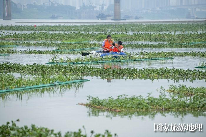 1、2023年5月13日，在广西梧州市长洲岛洲尾浔江段的外江广西内河最大人工鱼巢聚集地，护鱼队员对鱼卵进行管护、监测。（何华文）