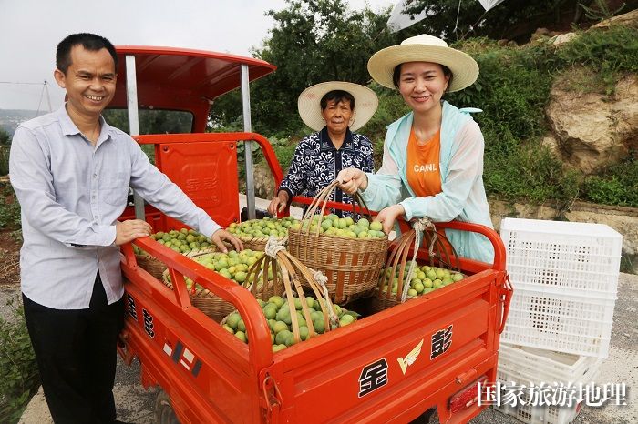 图8：曲尺乡权发村2社黄德芬果园培育的脆李品质特好，个大、肉厚、汁丰、味甜。她与妈妈、哥哥乐采鲜果上市。唐金生