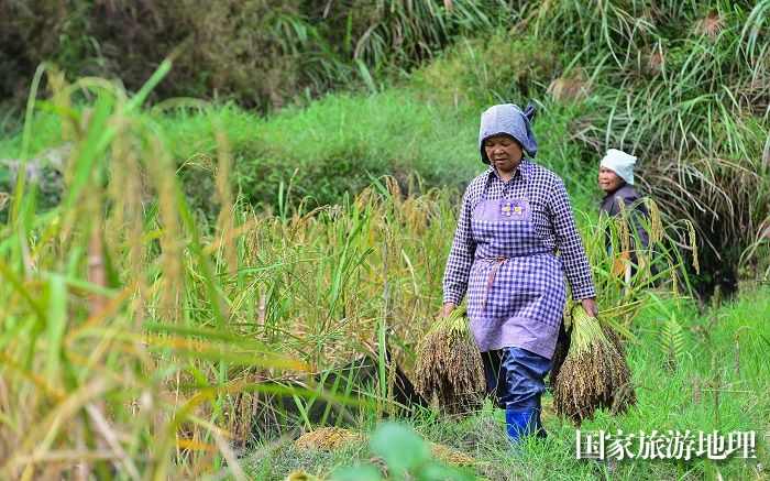 2023年10月14日，村民在贵州省黔东南苗族侗族自治州从江县贯洞镇龙图村田间收获糯稻。 (8)