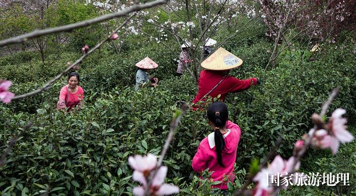 4月1日，拍摄于崇义县乐洞乡生态茶园的采茶情景。