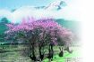 “塞上江南”西藏林芝 雪域桃花等你来(组图)
