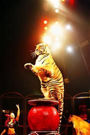 品味舌尖上的四川畅游“美食嘉年华”